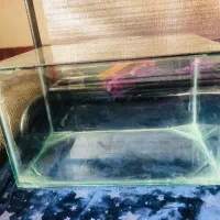 آکواریوم نیم متری شیشه۶میل