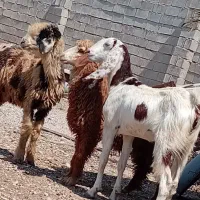 یک عدد بز و دوعدد بره ماده