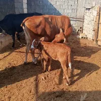 فروش گاو جرسی با گوساله‌های یک‌ماهه