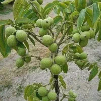 گیلاس 200 نهال