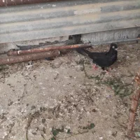 سیاه‌واکسی‌کاکل‌میخ‌بازیکن