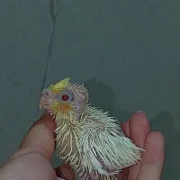 جوجه عروس هلندی