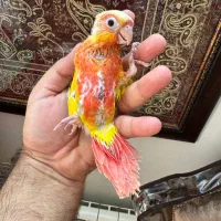 گرینچیک رد چیک سانچیک سرلاکی مولد دستی