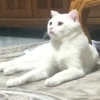 واگذاری گربه اسکاتیش شورت هیر نر