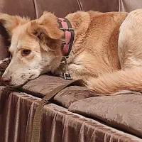 واگذاری سگ نگهبان|سگ|فشم, |دیوار