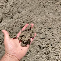 ماسه بادی