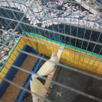 فنچ گلدن|پرنده|بندرعباس, |دیوار