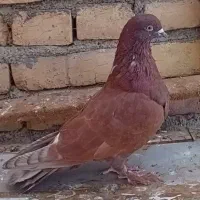 کفتر شکار نر سرخ و ماده لکدوش|پرنده|حمیدیا, |دیوار