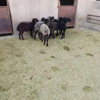 میش و بره نروماده مهربان وشالی وافشار