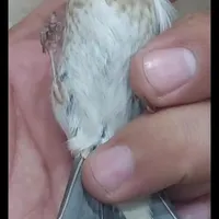 جوجه سهره کال قواره بلند|پرنده|هشتگرد, |دیوار