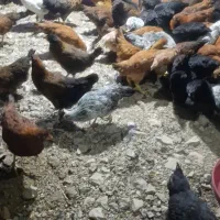 مرغ گلپایگانی تخم گذار