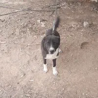 سگ نگهبان|سگ|محلات, |دیوار