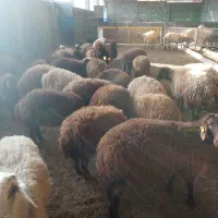 بره ماده همو و هترو