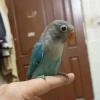 طوطی کوتوله|پرنده|مشهد, سیلو|دیوار