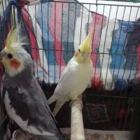 معاوضه عروس با برزیلی