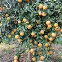 لیمو ترش تو سرخ