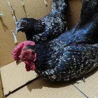 مرغ و خروس مینیاتوری