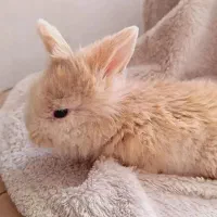 خرگوش لوپ میناتوری