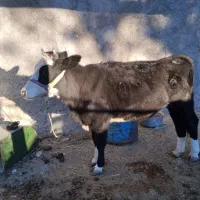 تلیسه، سویسی، اصل|حیوانات مزرعه|پاپی, |دیوار