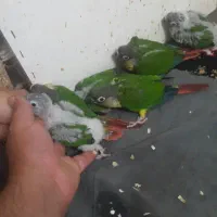 گرینچیک