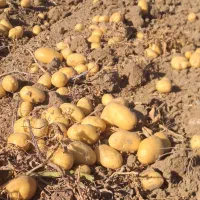 اجاره انبار برا سیب زمینی
