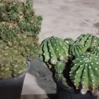 فروش گل کاکتوس توپی با صخره ای  پر پشت