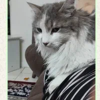 گربه ماده عقیم شده