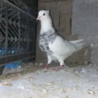 طوقی نر الماسی خال سیاه اجری همه چی تو عکس مشخص|پرنده|دره شهر, |دیوار