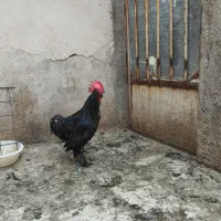 خروس سیاه جوان اصیل مرندی|حیوانات مزرعه|قم, عمار یاسر|دیوار