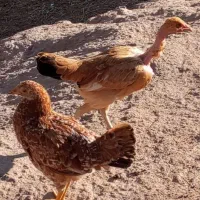 دو عدد جوجه محلی به فروش می‌رسد