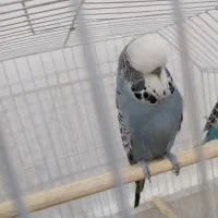 مرغ عشق انگلیسی گرید A|پرنده|آبادان, |دیوار