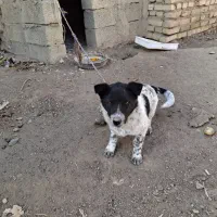 سگ پاکوتاه|حیوانات مزرعه|کوراییم, |دیوار