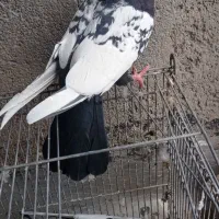 سینه ای یه جایی ۱۲ تا