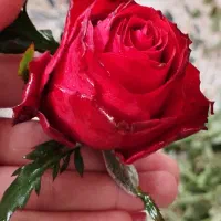 کشاورز|گل و گیاه طبیعی|آمل, |دیوار