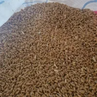 گندم چمران۲