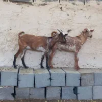 بز صلاله اصلی|حیوانات مزرعه|میناب, |دیوار