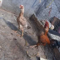 مرغ و خروس