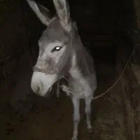 فروش خر دوساله