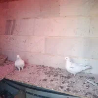یک جفت کفتر سفید نر ماده سالم واکسن خورده