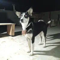 سلام هاسکی چشم سفیدشیش ماهه