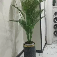 درختچه کنار سالنی