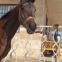 اسب عرب مادیان|اسب و تجهیزات اسب‌سواری|چهارباغ, |دیوار