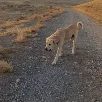 سگ عراقی گله ای|سگ|نوشین شهر, |دیوار