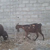 بز پاکستانی