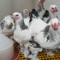 فروش چند جفت برهما لایت در بندرانزلی