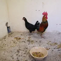 مرغ وخروس نژاد دار