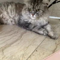 گربه خاص نژاددار|گربه|ساری, |دیوار