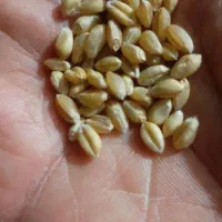 فروش بذر گندم پیشگام آبی