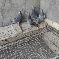 پرنده