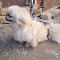 سگ امپریال ماده